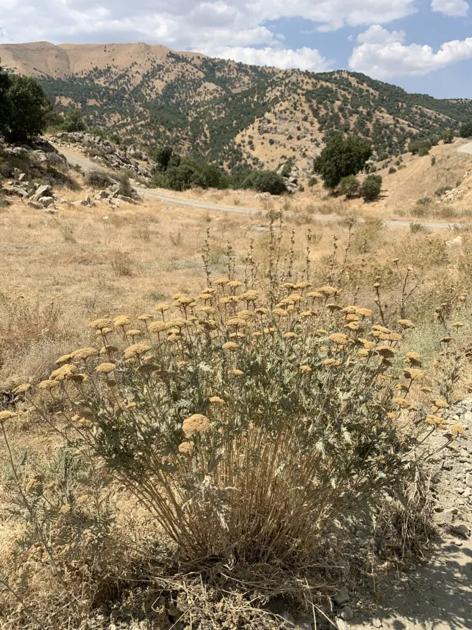 Achillea filipendulina