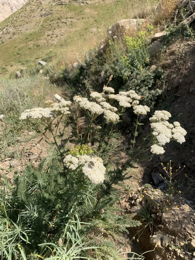 Achillea millefolium