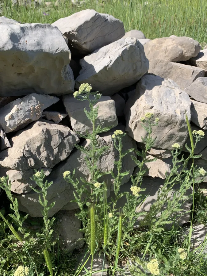 Achillea millefolium