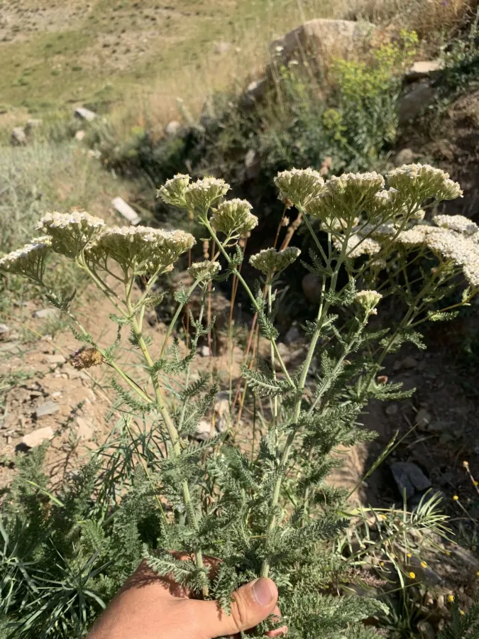 Achillea millefolium