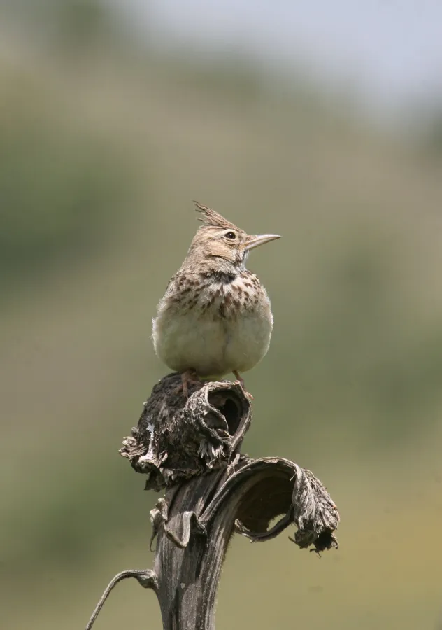 Crested Lark