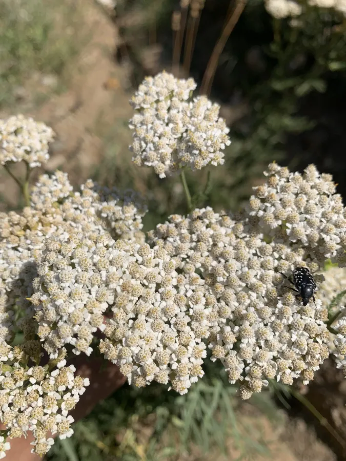Achillea millefolium