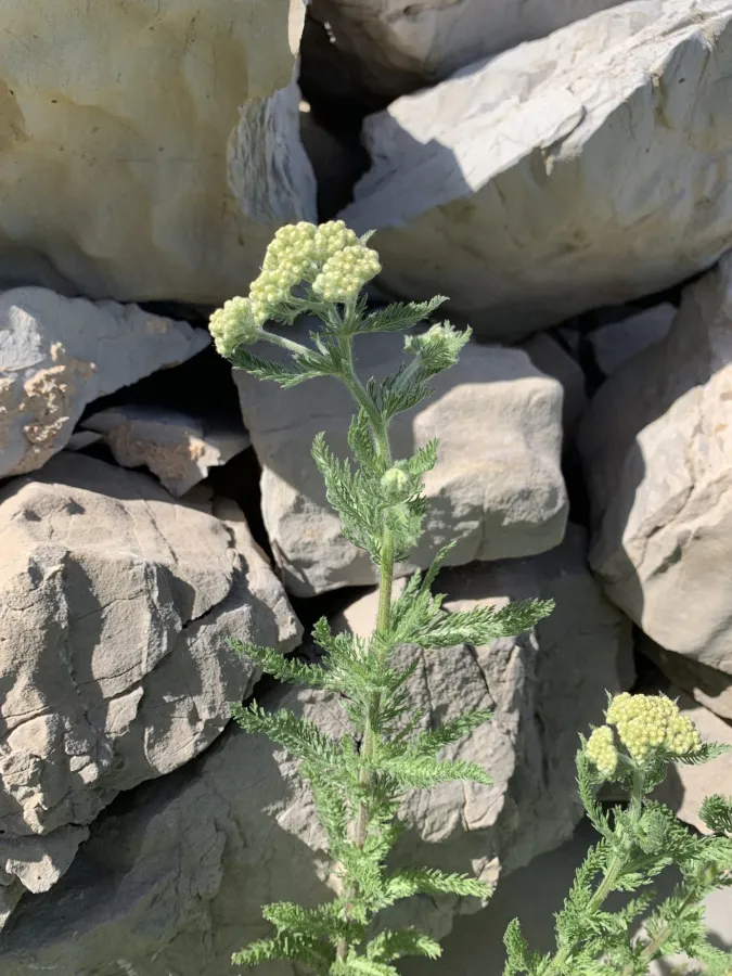 Achillea millefolium