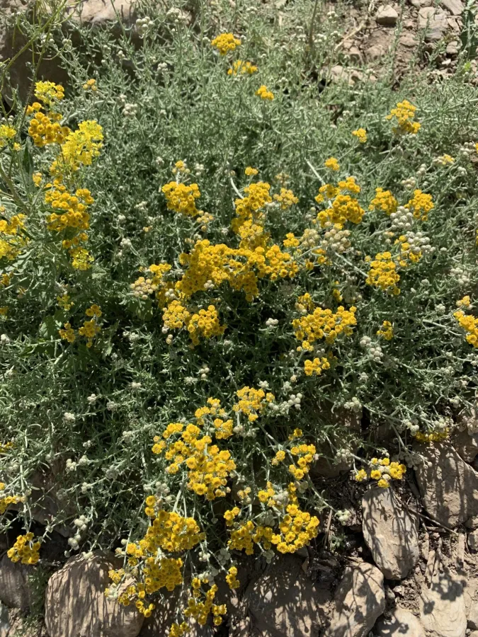 Achillea vermicularis