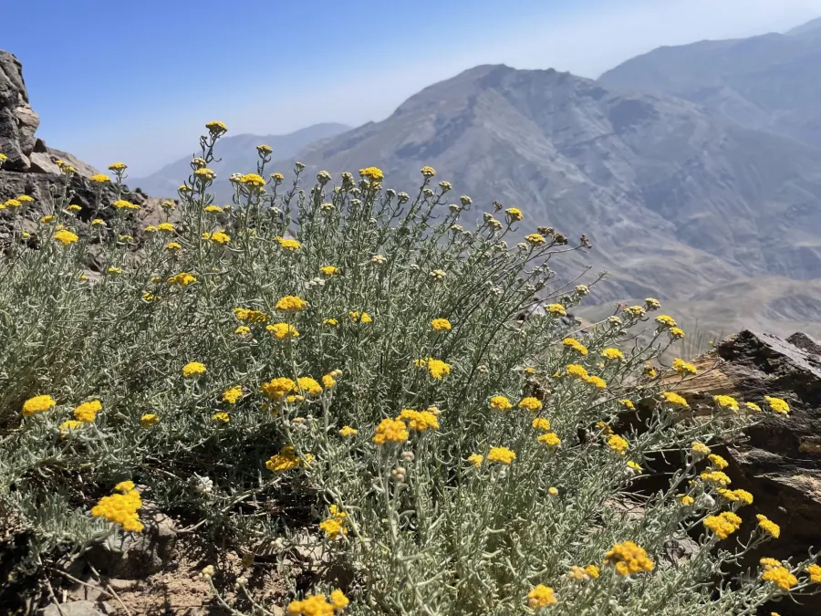 Achillea vermicularis