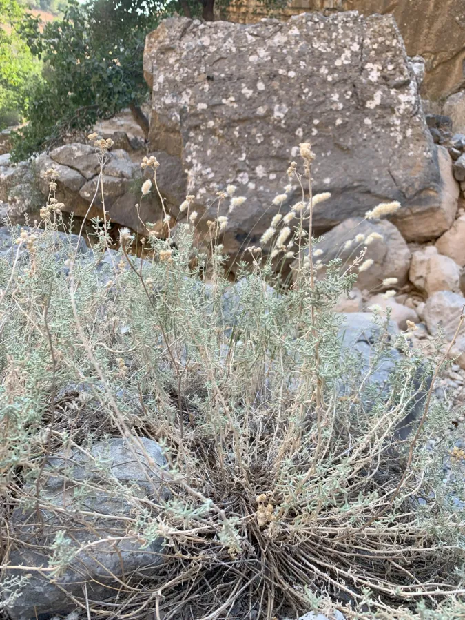 Achillea vermicularis