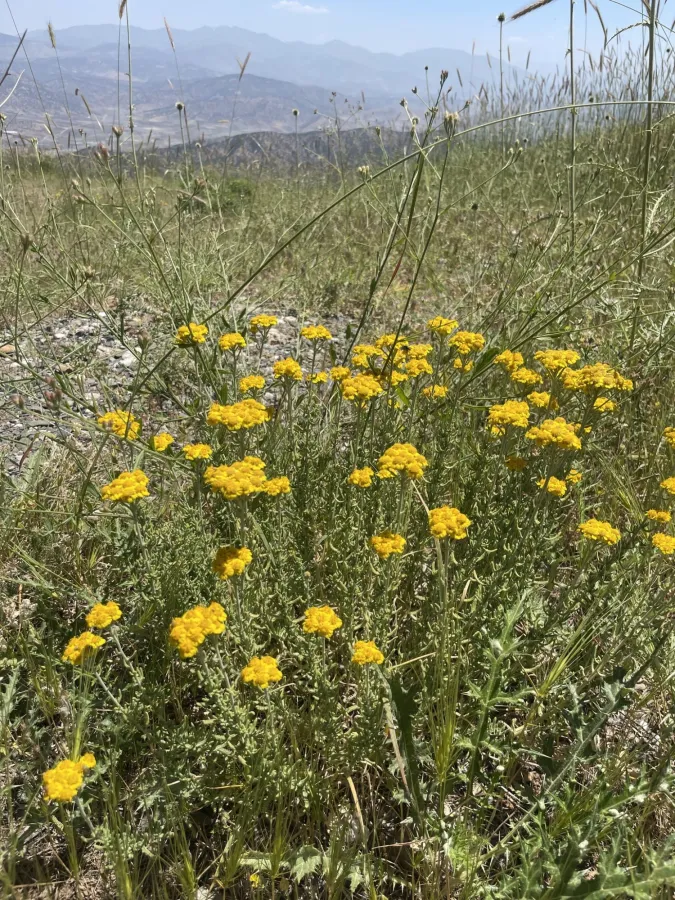 Achillea vermicularis