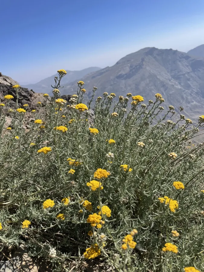 Achillea vermicularis