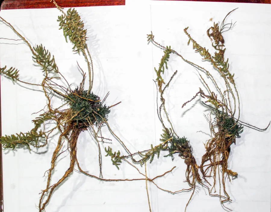 Achillea wilhelmsii