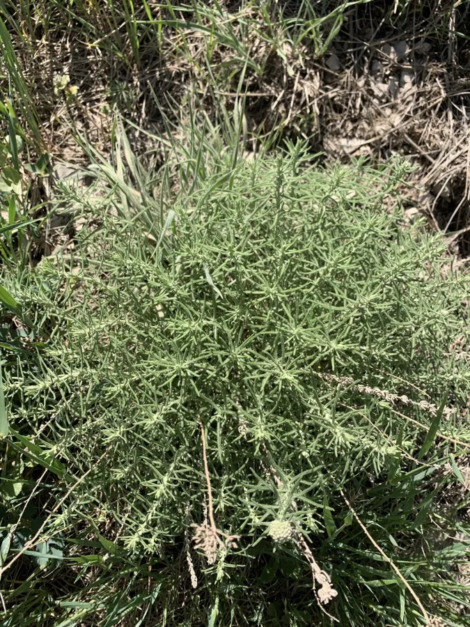 Achillea wilhelmsii