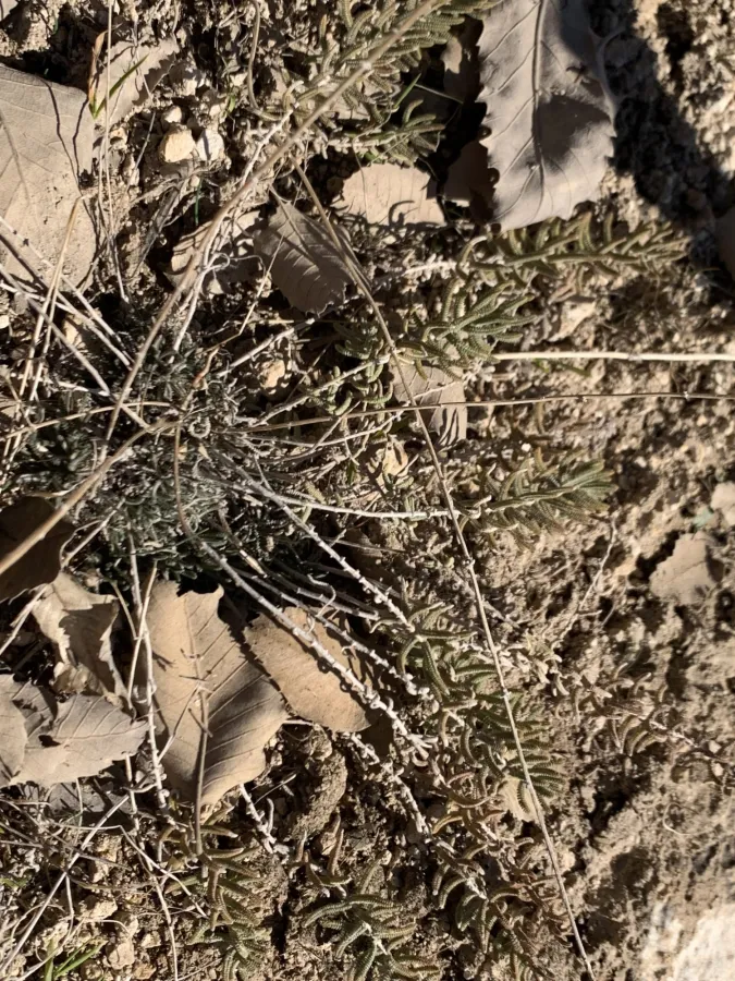 Achillea wilhelmsii
