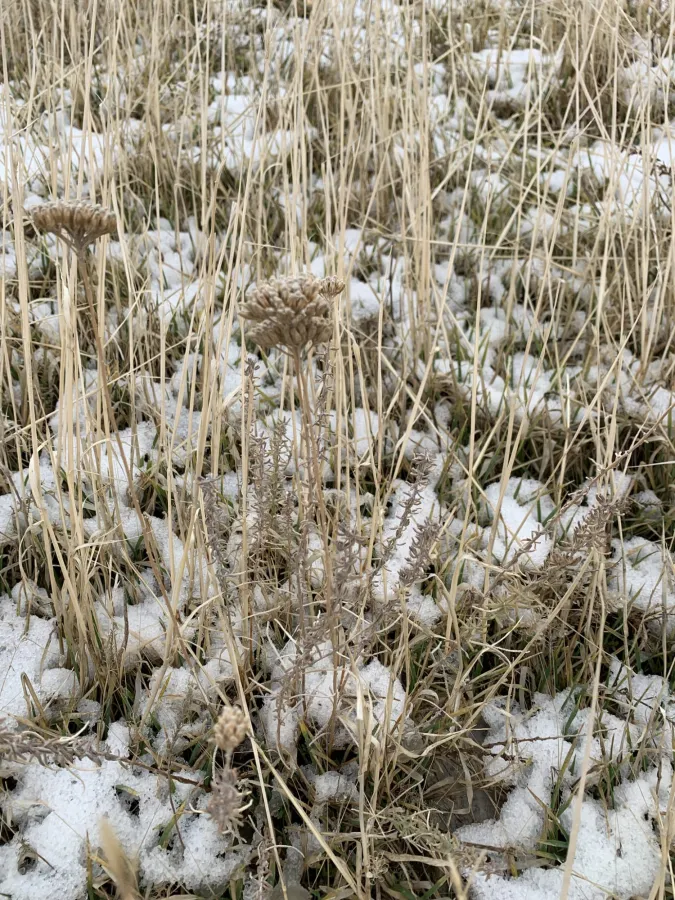 Achillea wilhelmsii