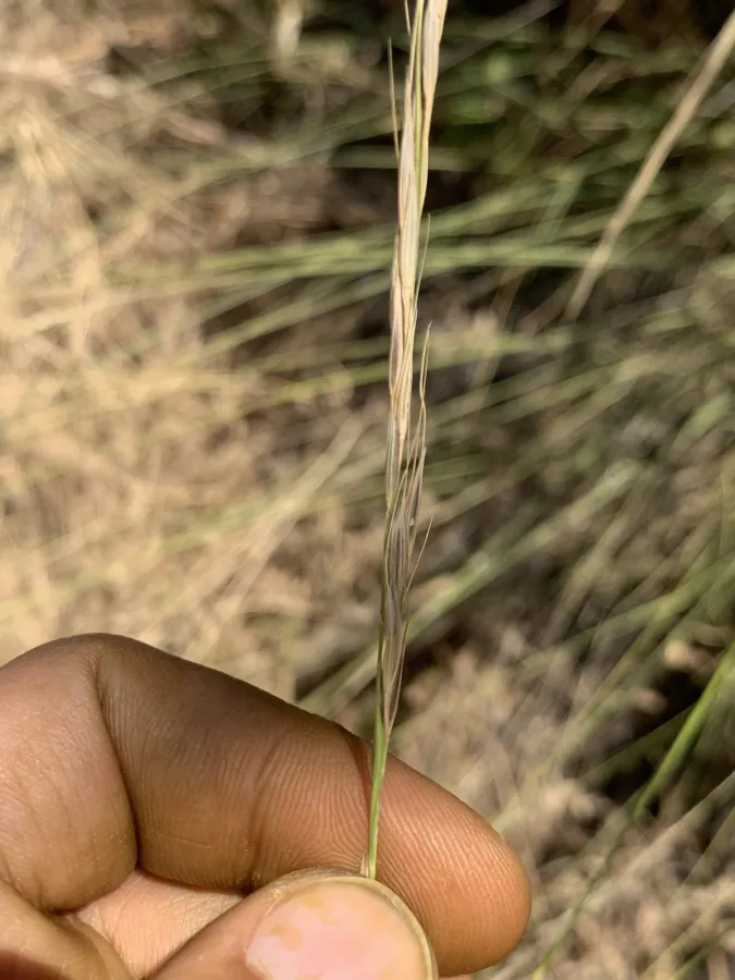 Achnatherum bromoides