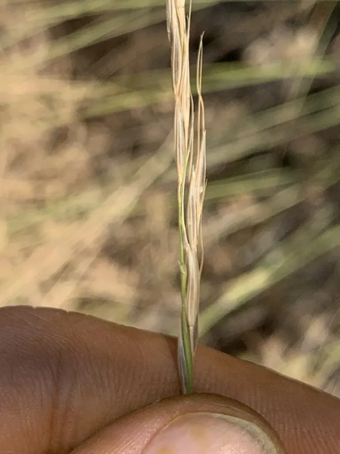 Achnatherum bromoides