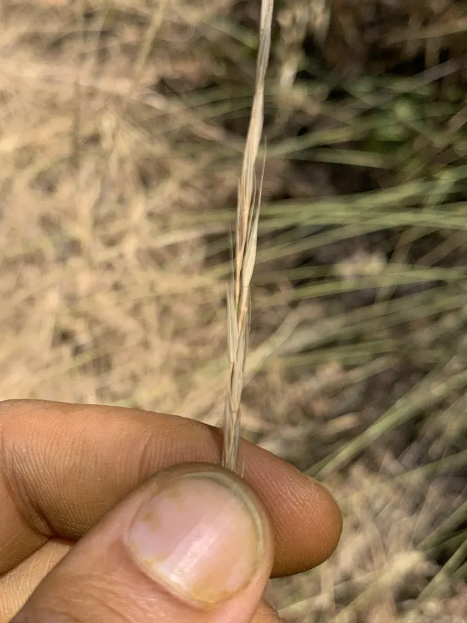 Achnatherum bromoides