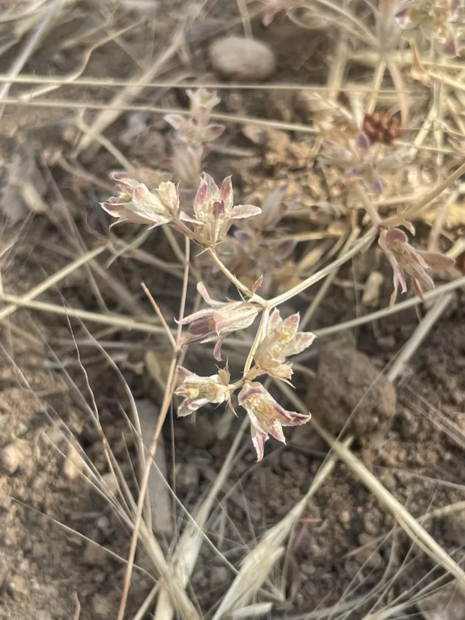 Actinolema eryngioides