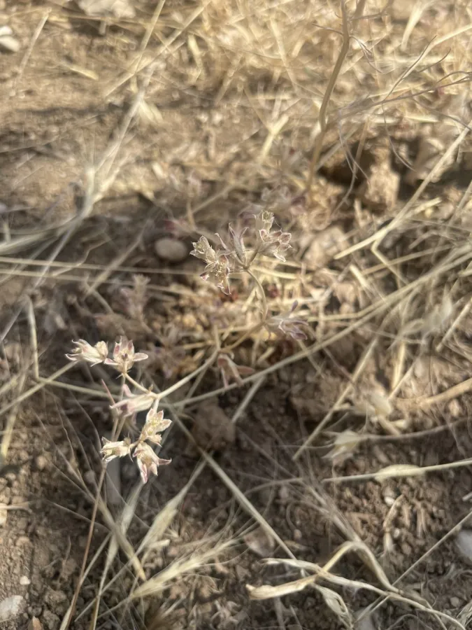 Actinolema eryngioides