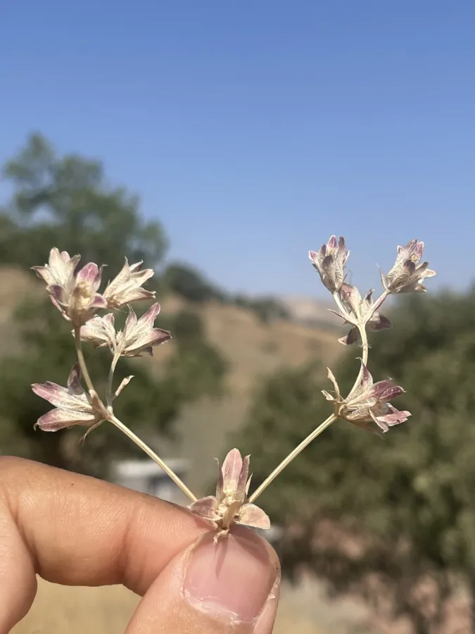 Actinolema eryngioides