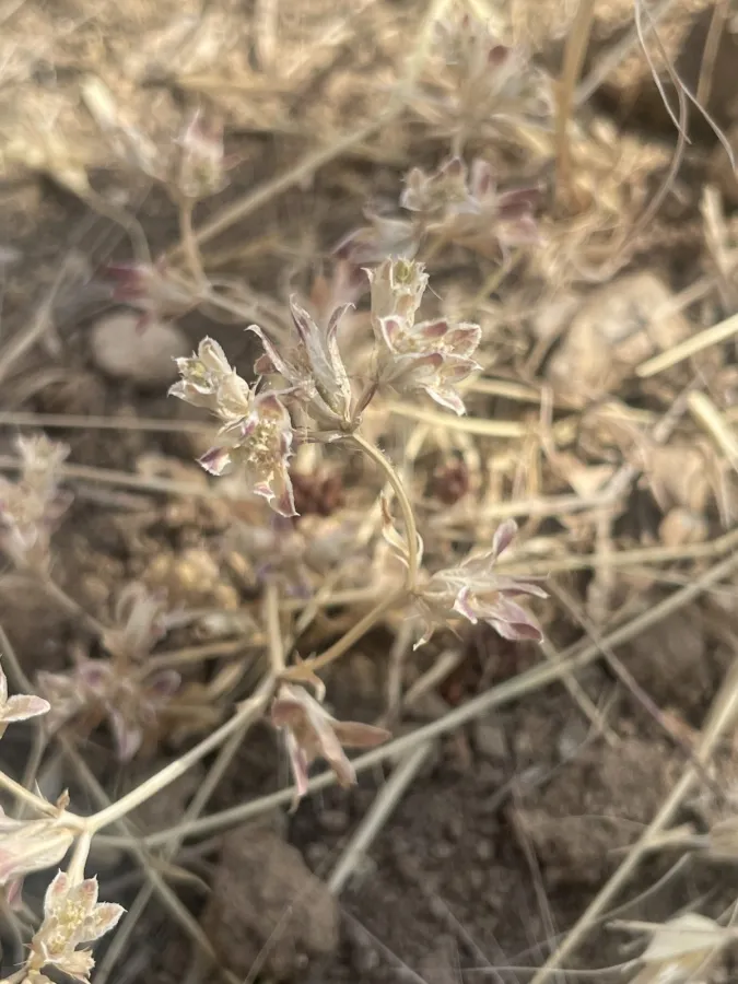 Actinolema eryngioides