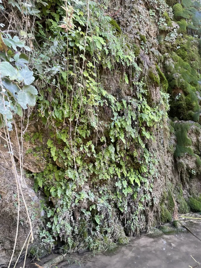 Adiantum capillus-veneris