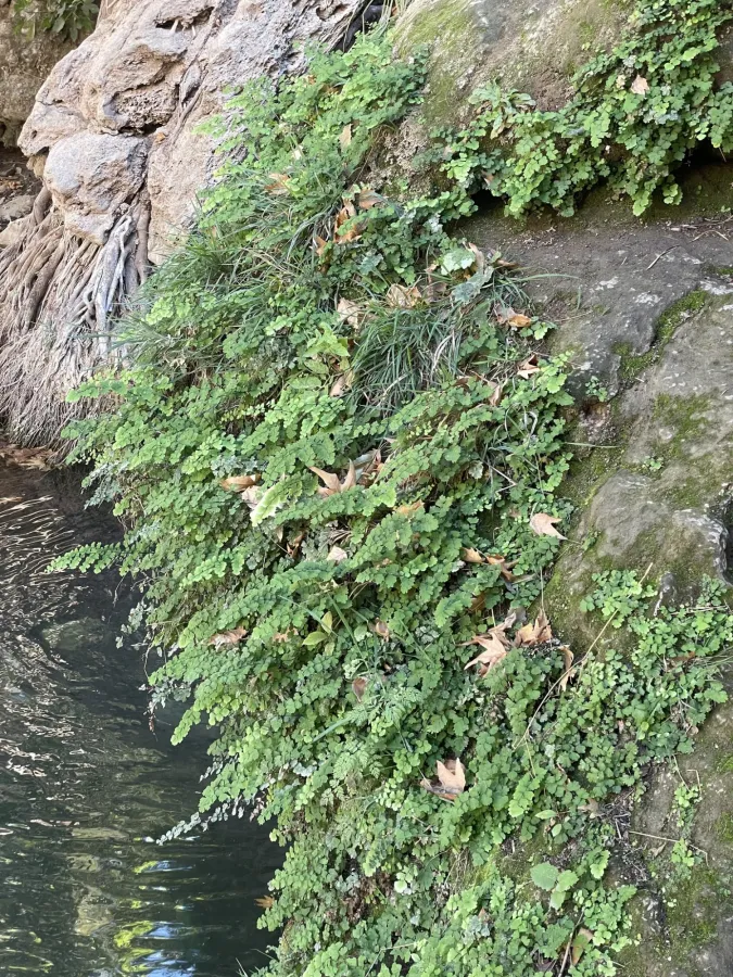 Adiantum capillus-veneris