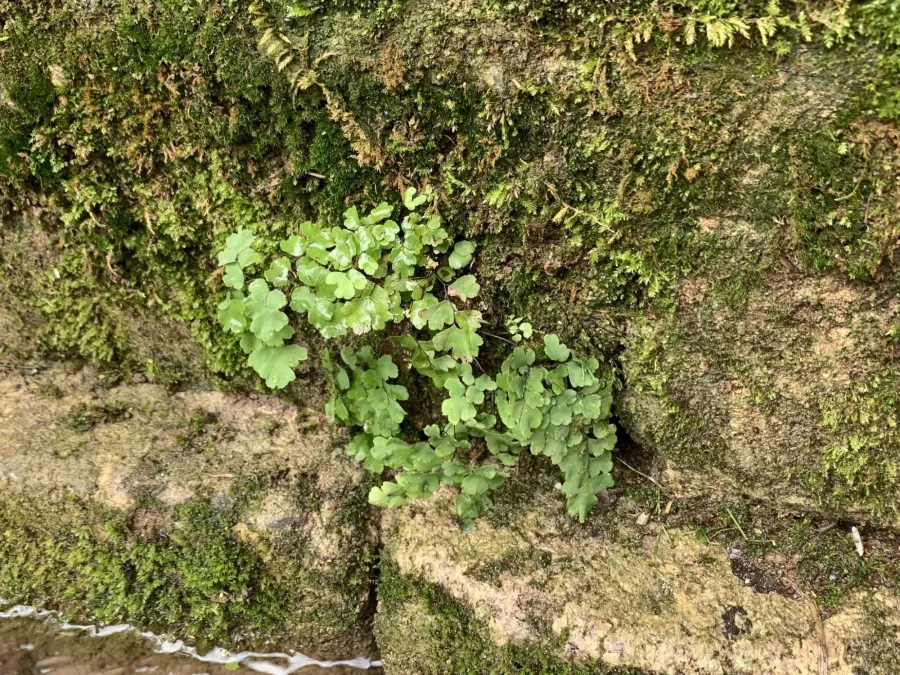 Adiantum capillus-veneris