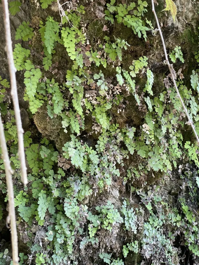 Adiantum capillus-veneris