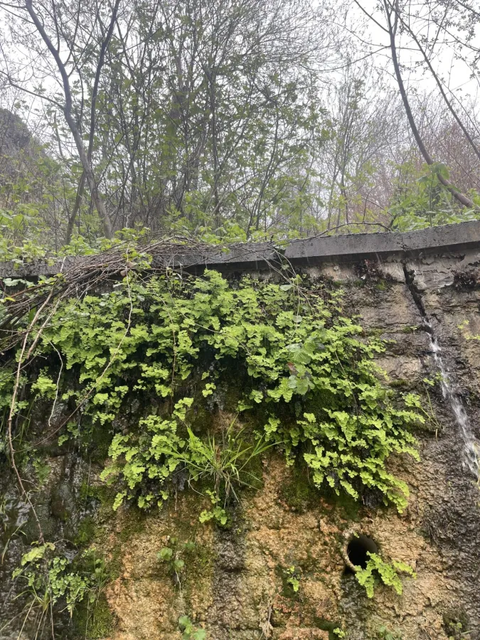 Adiantum capillus-veneris