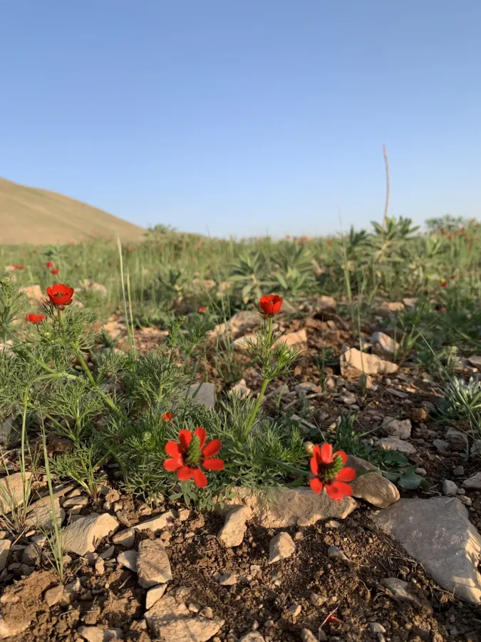 Adonis aestivalis