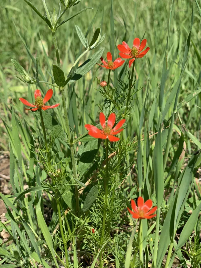 Adonis aestivalis