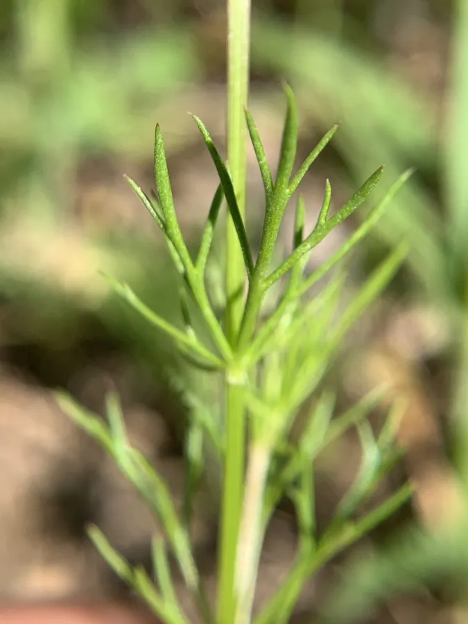 Adonis aestivalis
