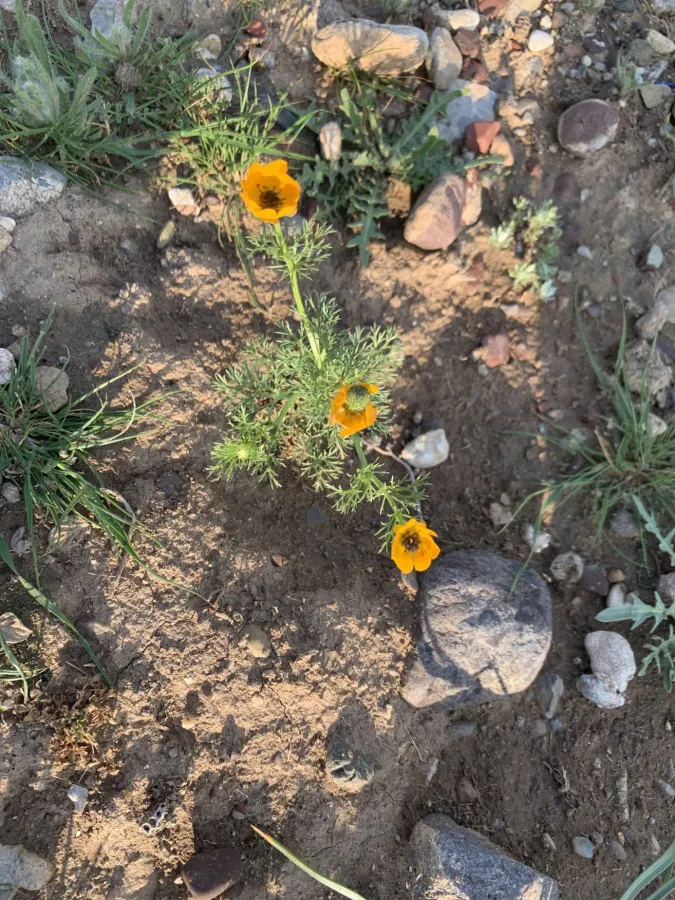 Adonis dentata