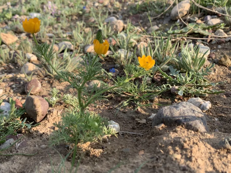Adonis dentata