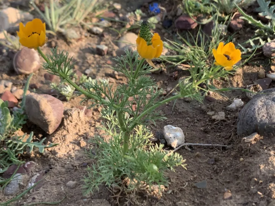 Adonis dentata