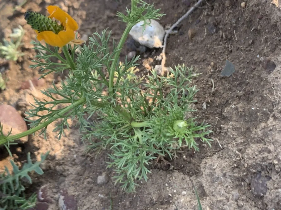 Adonis dentata