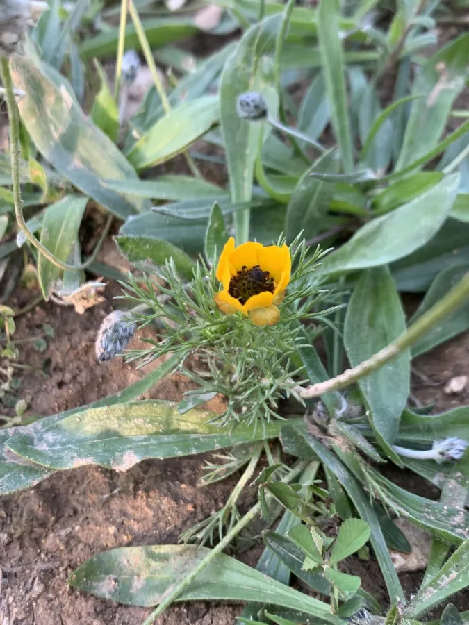 Adonis dentata