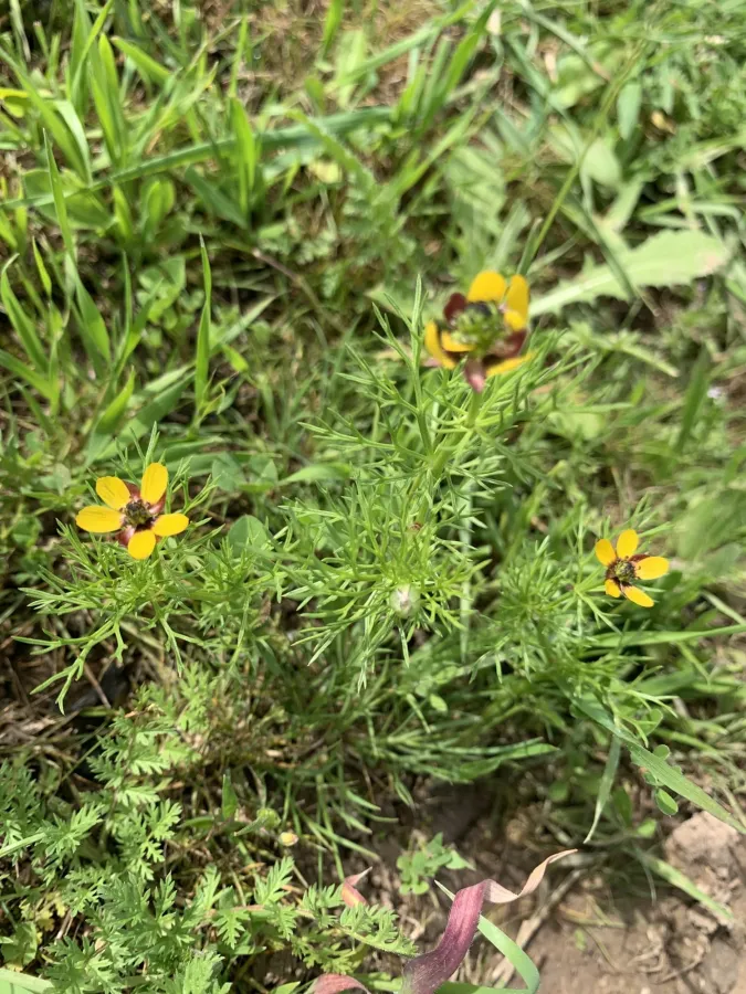Adonis microcarpa