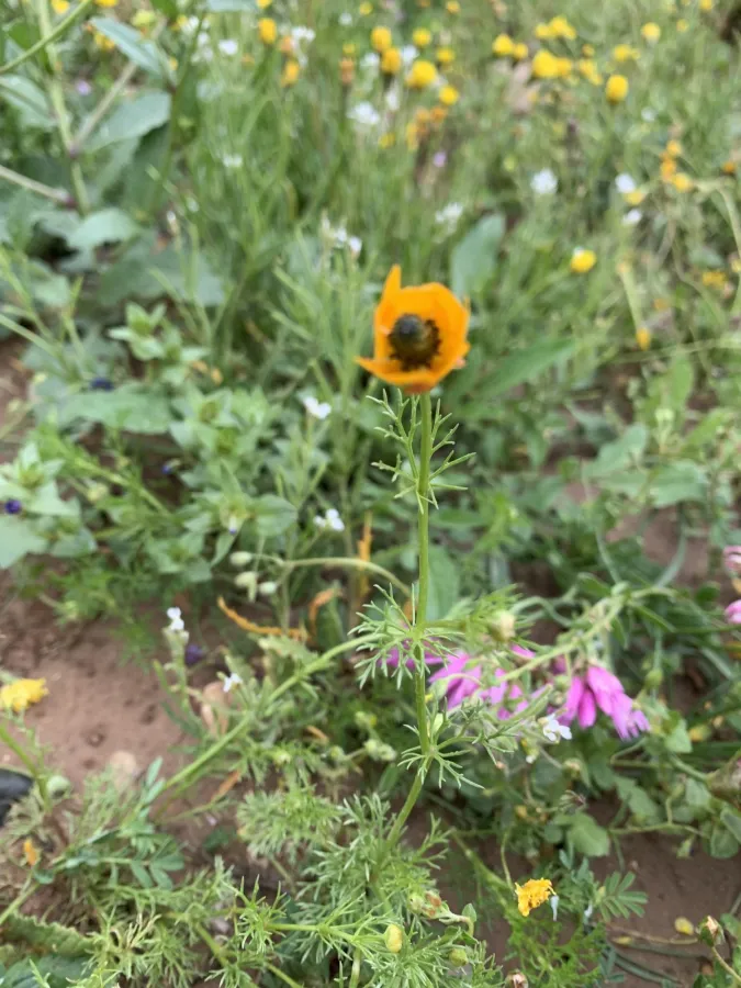 Adonis microcarpa