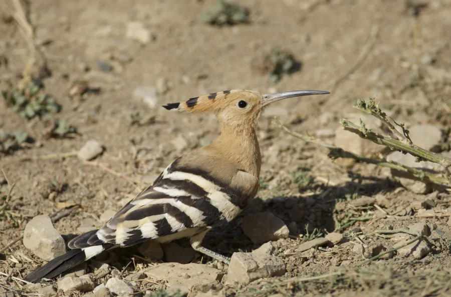 Eurasian Hoopoe