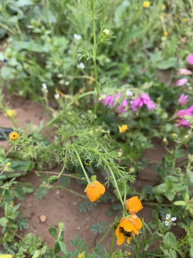 Adonis microcarpa