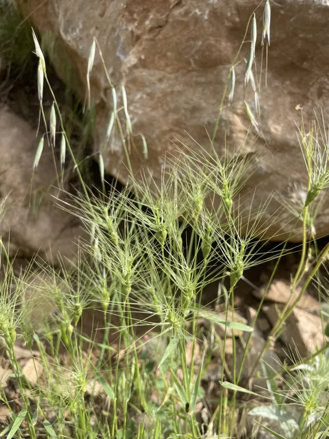 Aegilops biuncialis