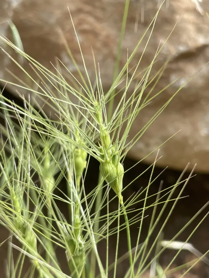 Aegilops biuncialis