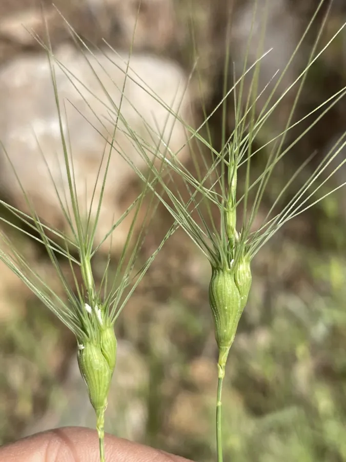 Aegilops biuncialis