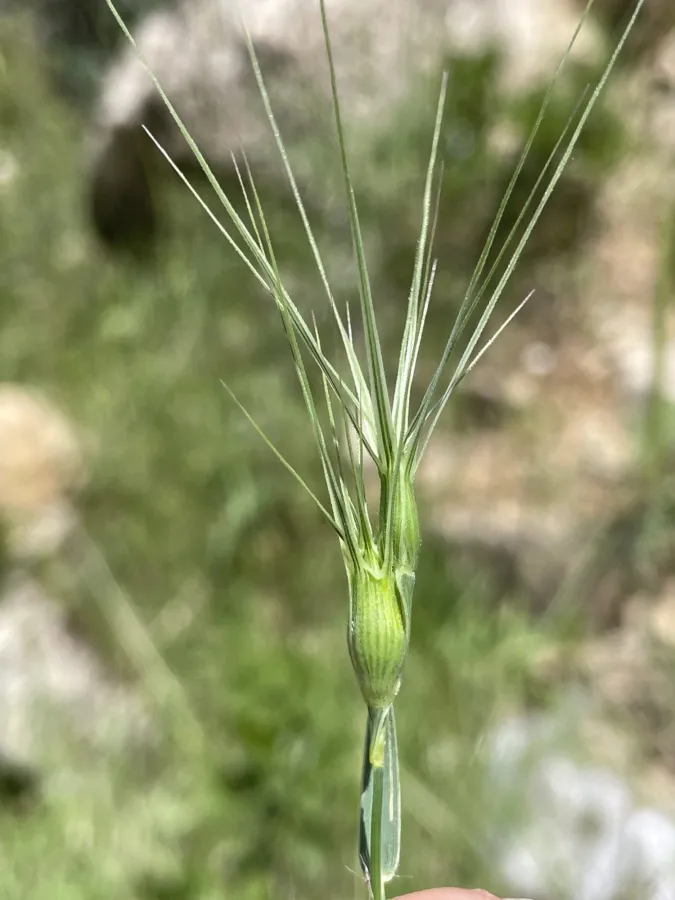 Aegilops biuncialis