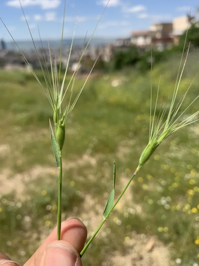 Aegilops biuncialis
