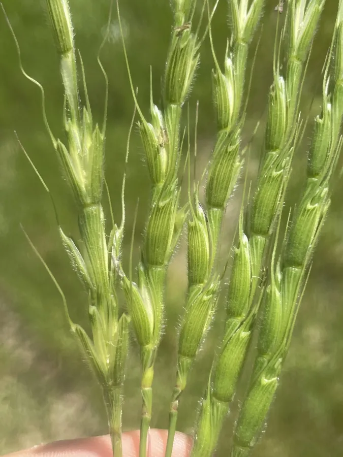 Aegilops cylindrica