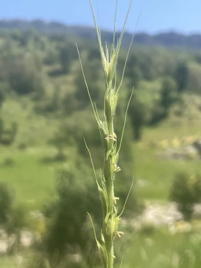 Aegilops cylindrica
