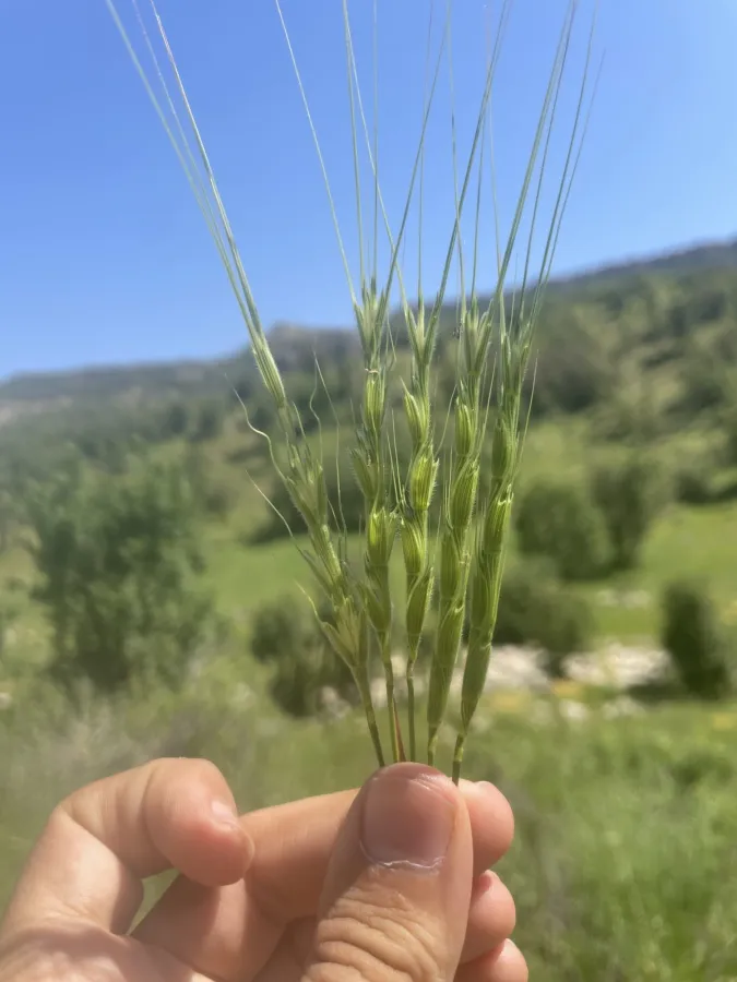 Aegilops cylindrica