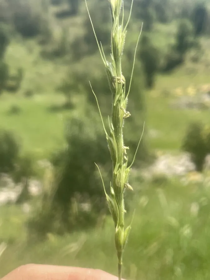Aegilops cylindrica