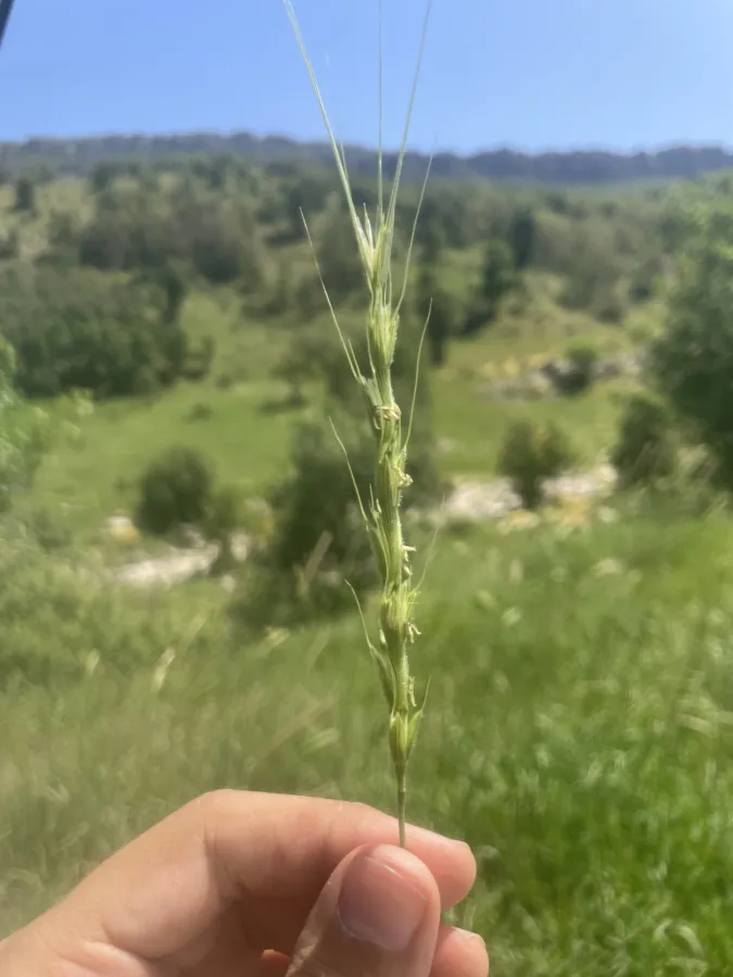 Aegilops cylindrica